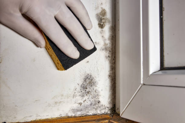 Fort Mckinley, OH Mold Removal Company